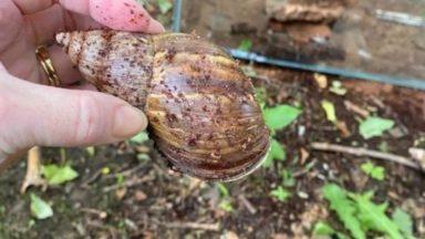 Giant African snails dumped ‘like rubbish’ in woodland