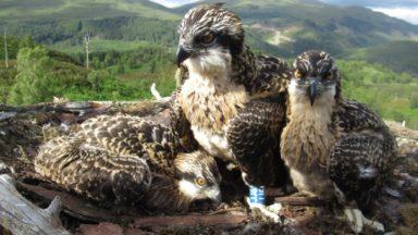 Public to name osprey chicks after birds become internet hit