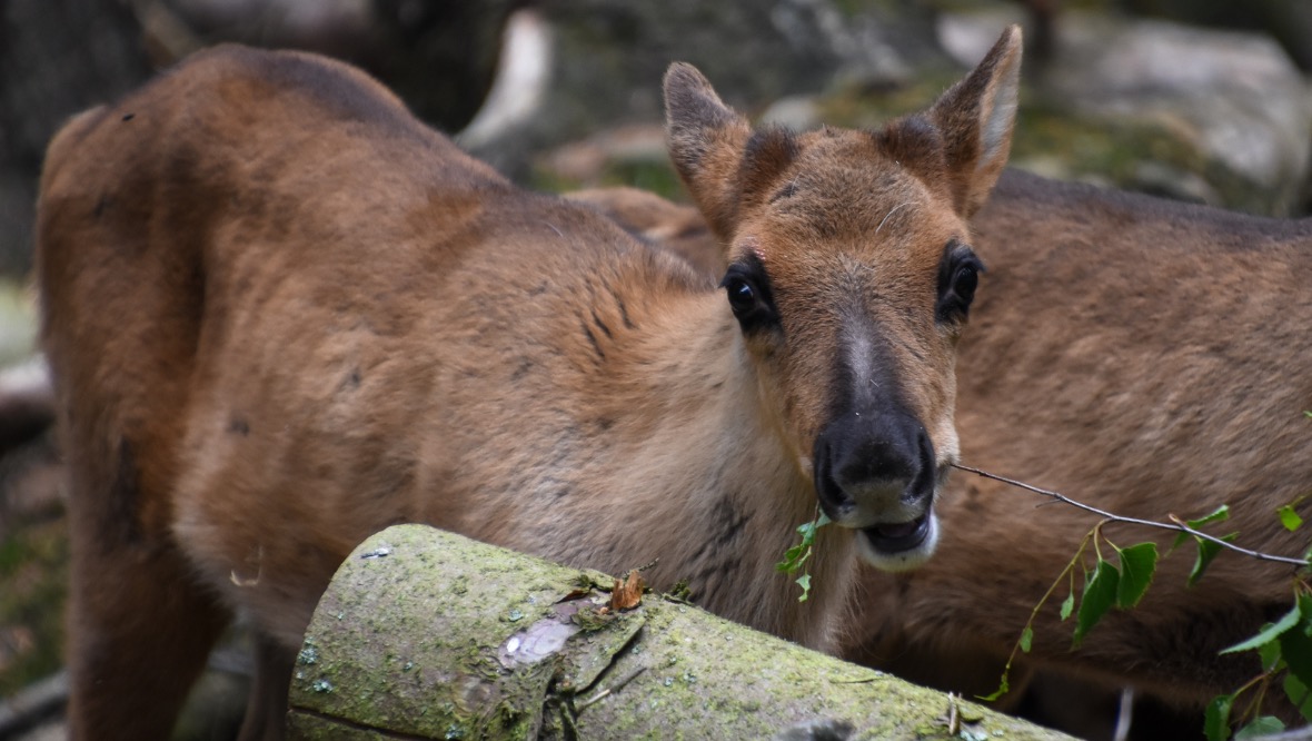Wildlife park name reindeer calves born during lockdown