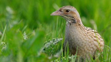 Crofters and farmers urged to help protect rare corncrakes