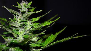 Cannabis farm worth nearly £1m seized at ‘disused’ shop in Ayr