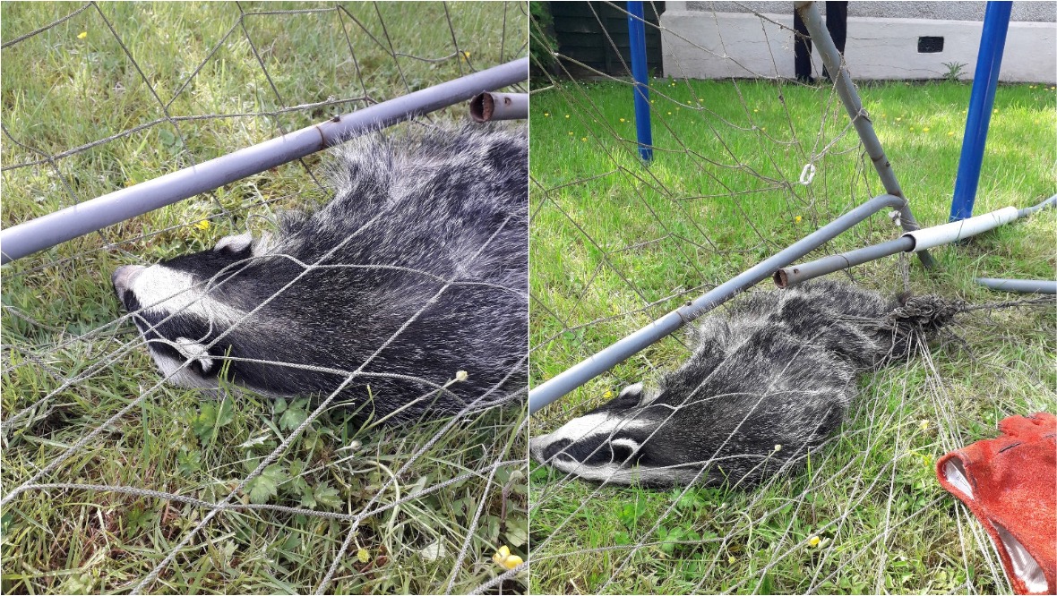 Badger rescued after getting tangled in football net