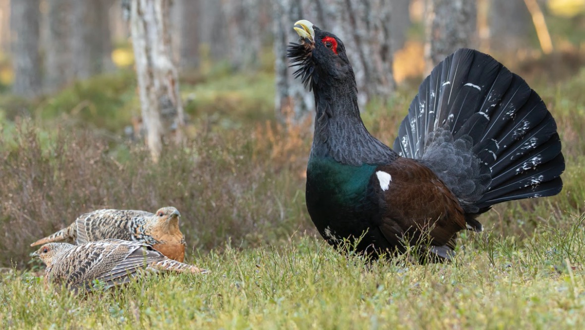 Only 542 capercaillie remain in the UK. 