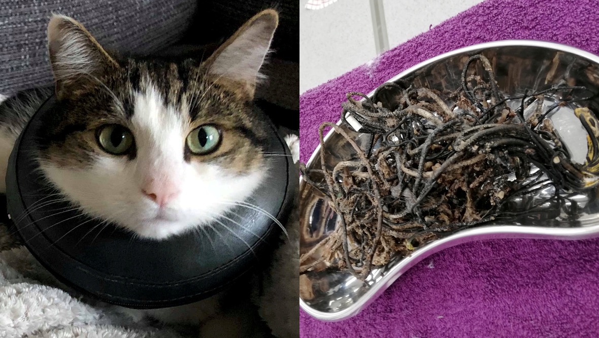 Cat’s ‘cancer’ was instead hairbands and string from toys