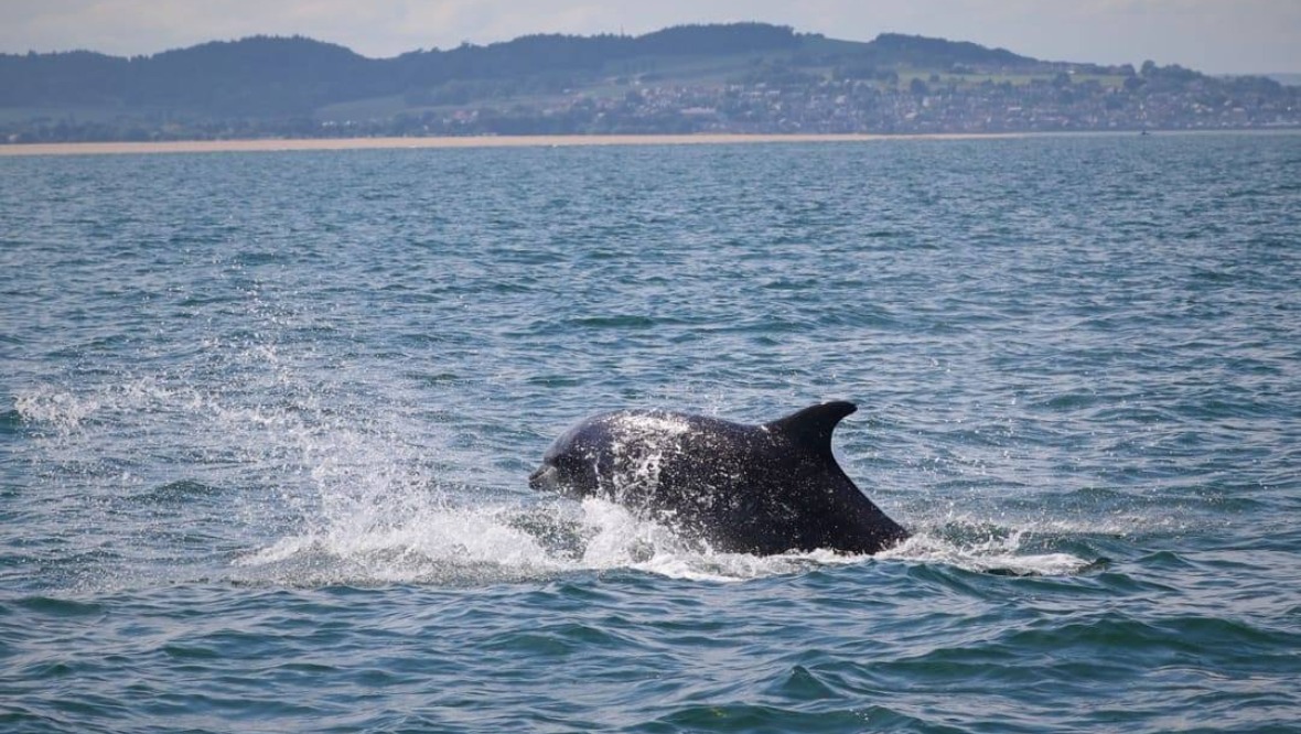 Bottlenose dolphins spotted by university research team