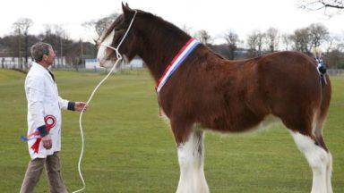 Clydesdale horses undergo embryo treatment to save breed