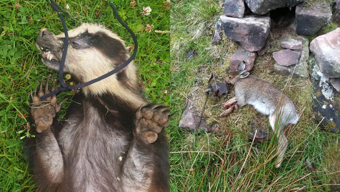 The animals were found in illegal traps in North Lanarkshire and Edinburgh.