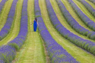 Lavender plant rows create ‘purple haze’ after blooming early