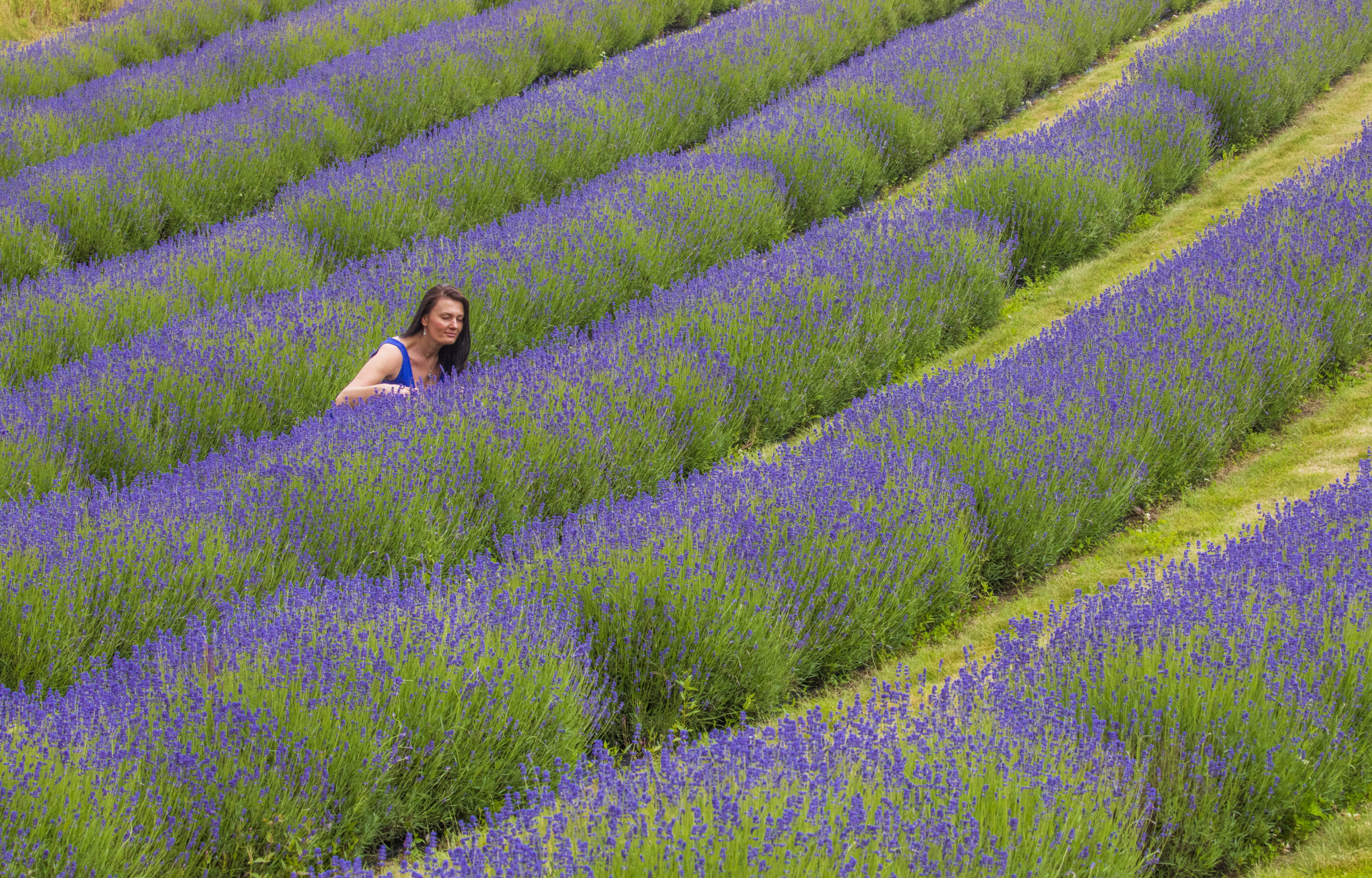 The lavender grows on a three acre field. SWNS.
