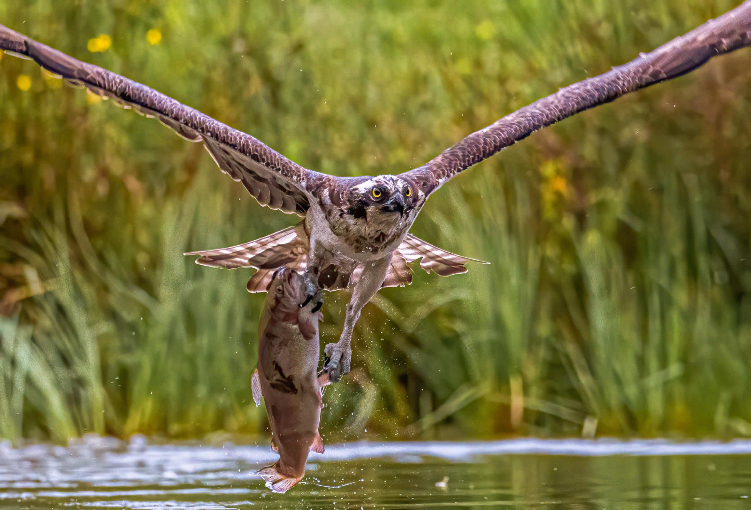 Photos show the osprey clearly struggling with the weight of the rainbow trout. SWNS.