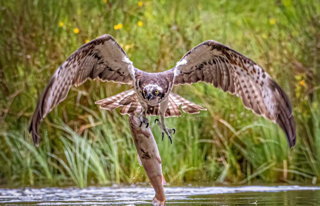 Ambitious bird of prey struggles to fly off with huge fish
