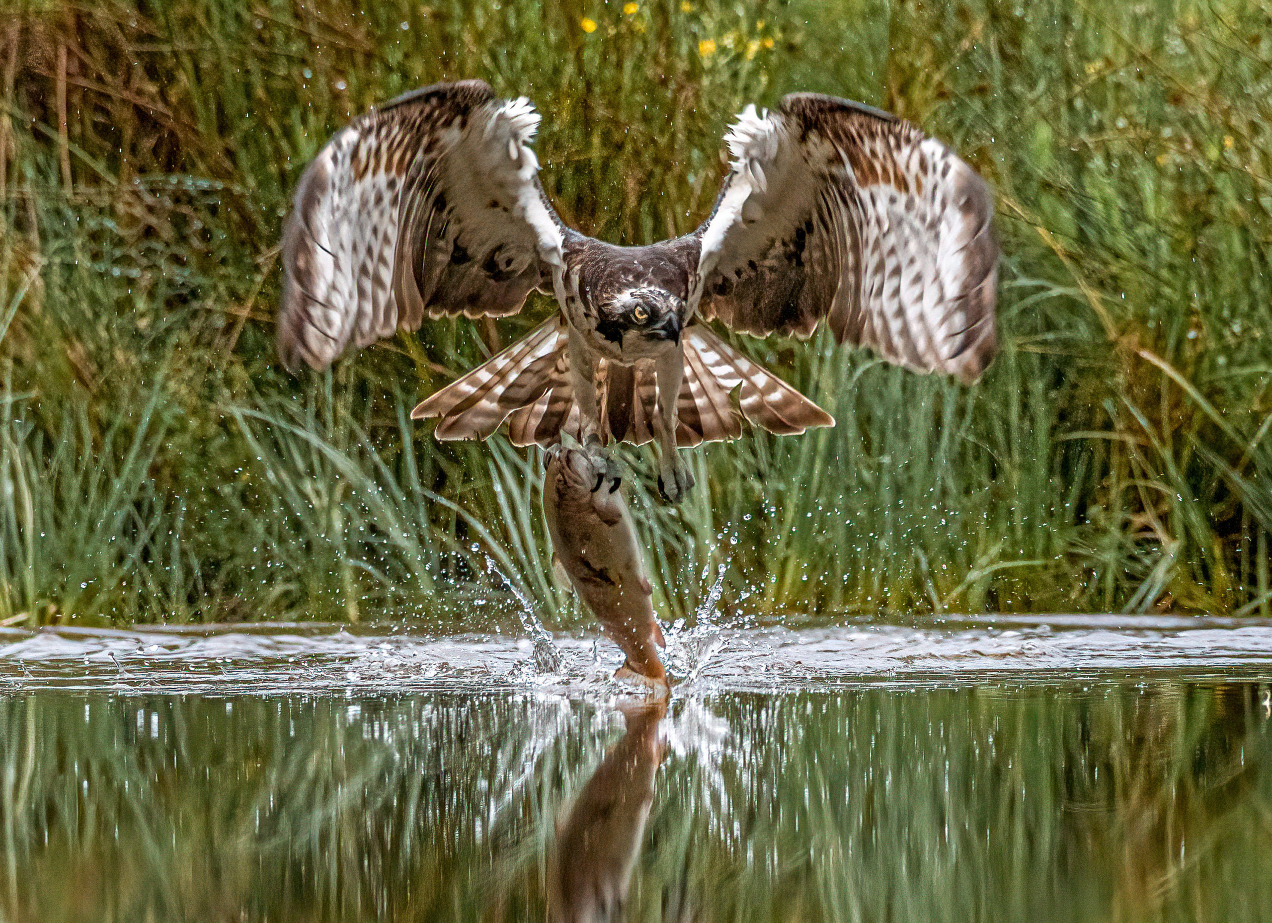 The bird clearly didn't bargain on pulling out a creature almost as big as itself. SWNS.