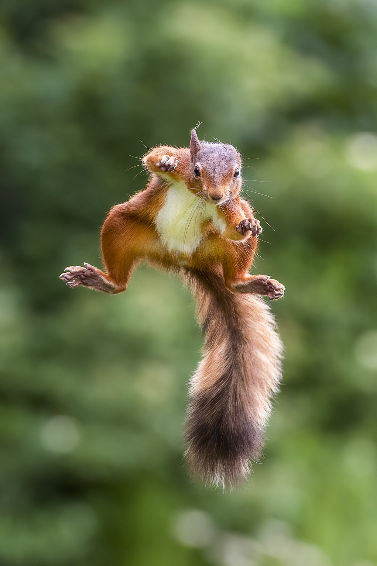 Flying: The picture was taken in Dumfries and Galloway.