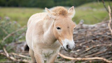 Bonny baby: Newborn horse named after devoted volunteer