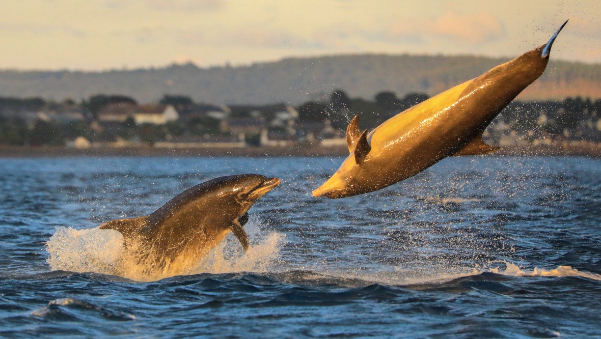 The dolphins were spotted at Chanonry Point on the Black Isle Peninsula. SWNS