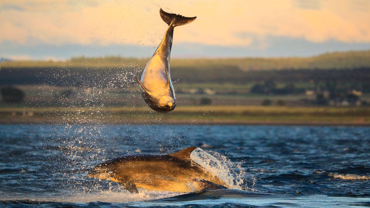 Photographer snaps acrobatic dolphin display in Highlands