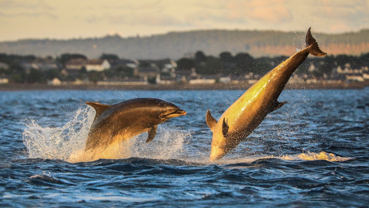 Wildlife photographer Zaneta Blaszczyk took the snaps. SWNS