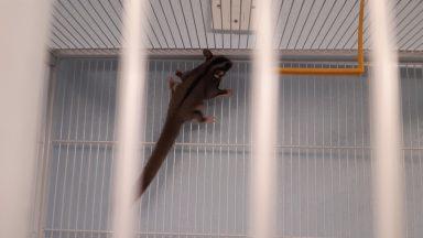 Appeal after sugar glider found clinging to washing line
