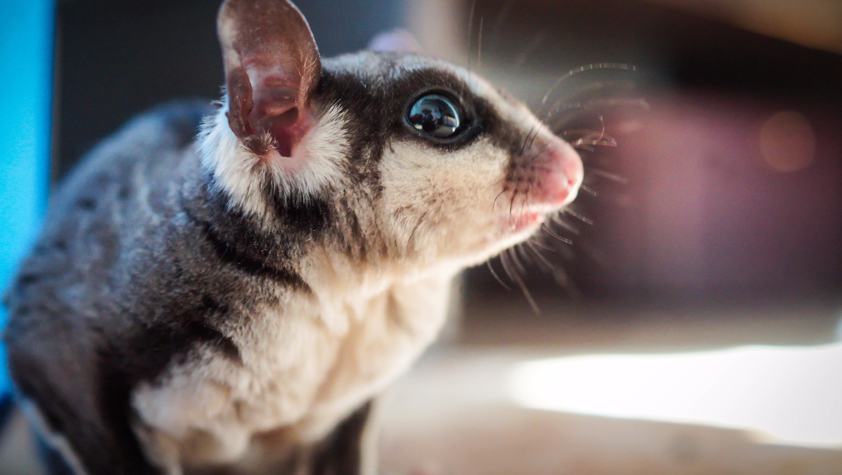 Animal: Sugar gliders like sweet foods. <em>Stock image by Pixabay</em>” /><cite class=