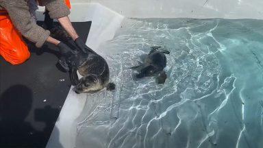Rescued seal pups make a splash for the first time