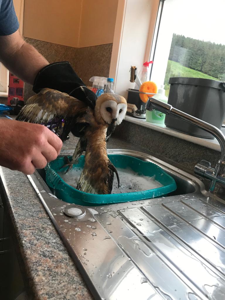Clean-up: Rowan was given a gentle wash in a kitchen sink.