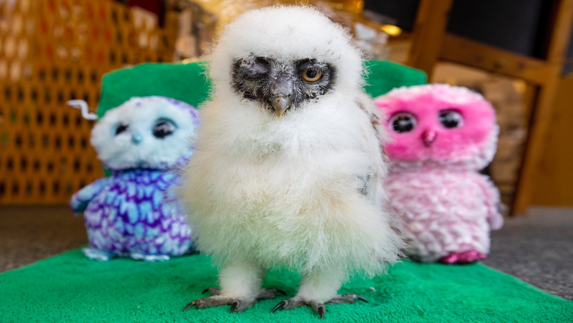 The bird was bred at the Scottish Owl Centre in West Lothian. SWNS.
