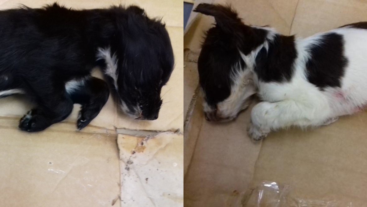 Puppies left to die ‘alone and afraid’ at side of road