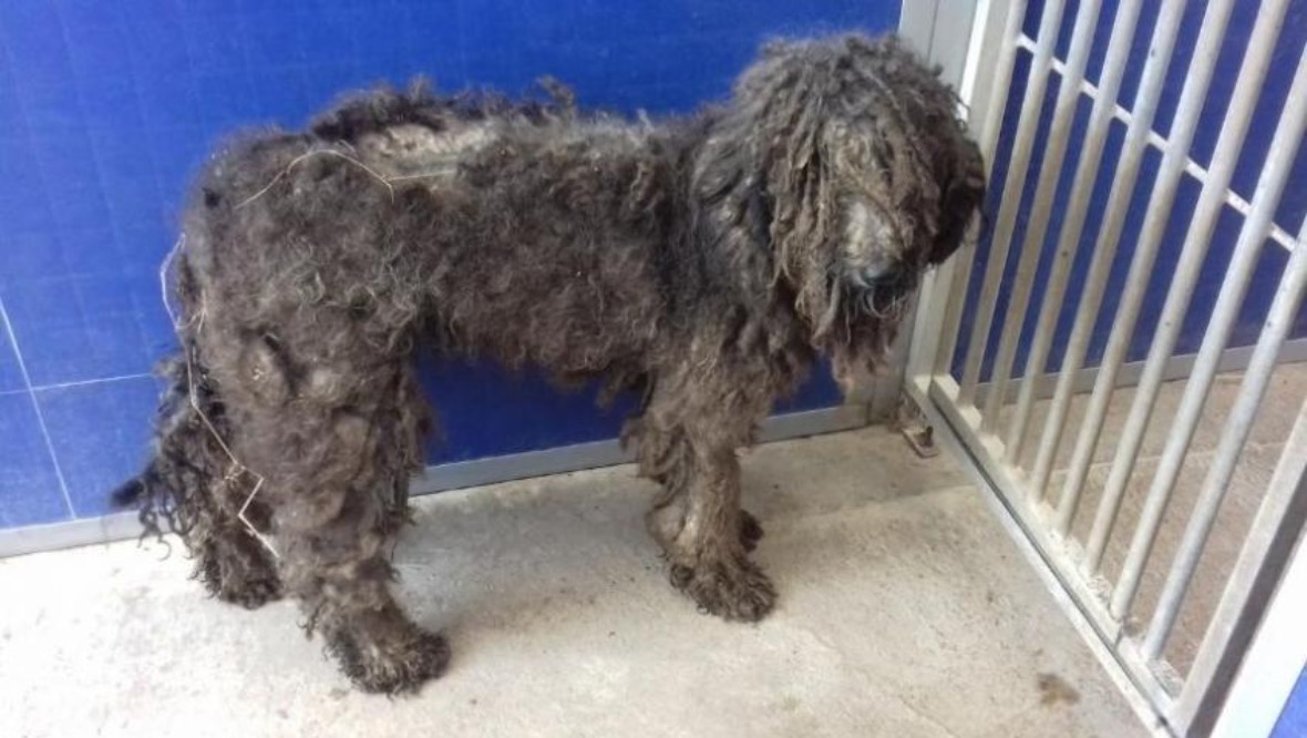 Rescued: The Scottish SPCA has appealed for information.