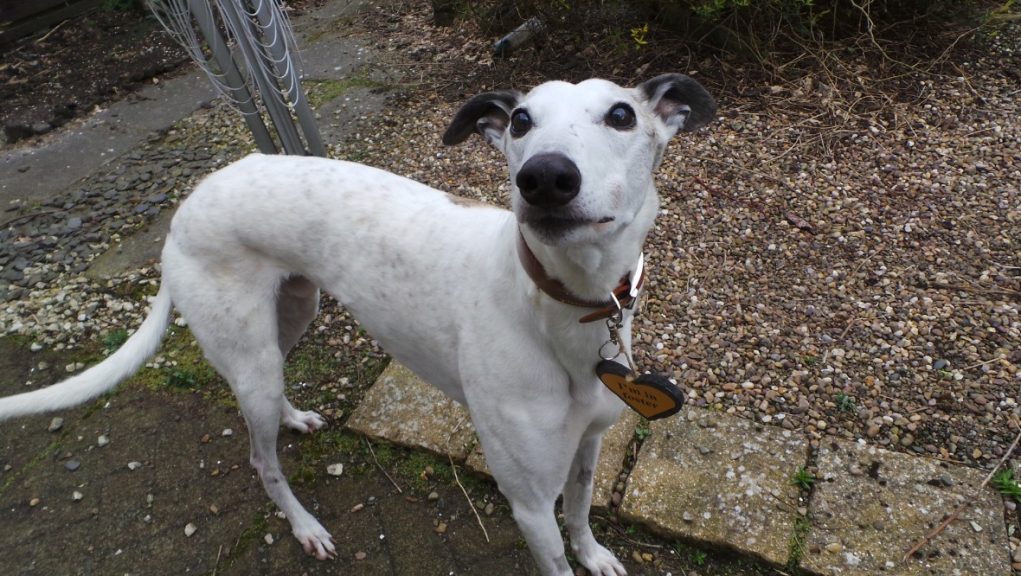 Greyhound that's afraid of the dark is looking for a home STV News