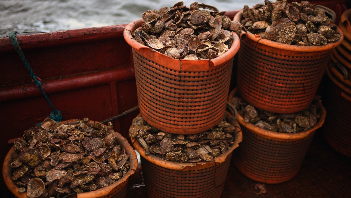 Firth of Clyde part of scheme to restore native wild oysters