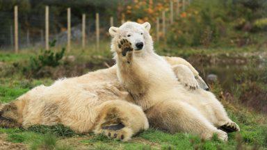 Ice to know you: Polar bear Hamish to leave Scotland