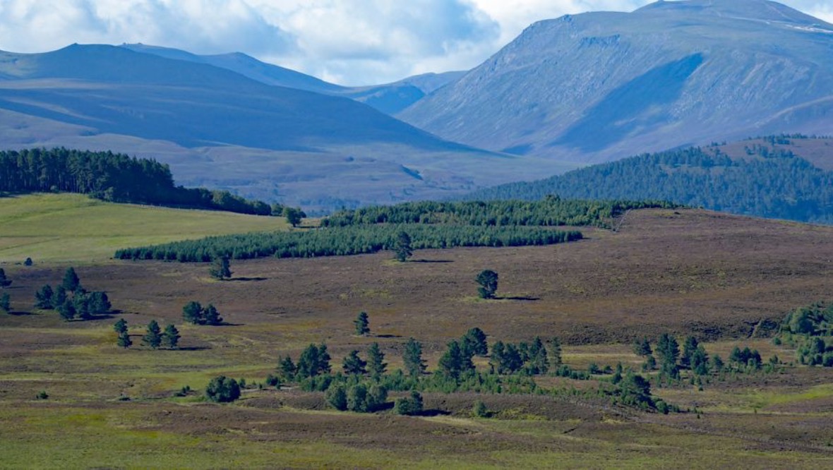 Project to save threatened wildflowers of the Cairngorms