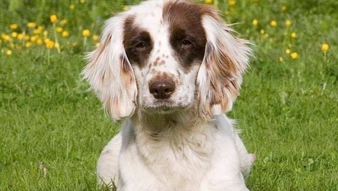 Hunt after cocker spaniel dogs stolen from their kennel