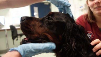 Vet team claims UK first in human cancer treatment on dog