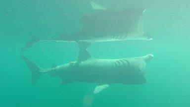 First ever tracking of basking sharks with underwater camera