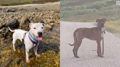 Appeal after two dogs abandoned on North Coast 500