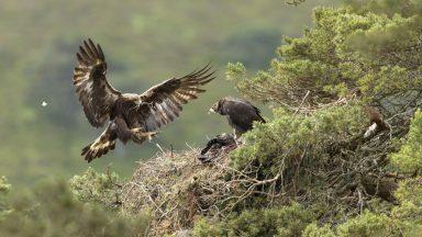 Golden eagle successfully bred at Highlands estate