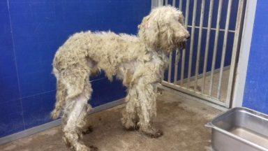 Appeal after ten ‘filthy and emaciated’ dogs rescued