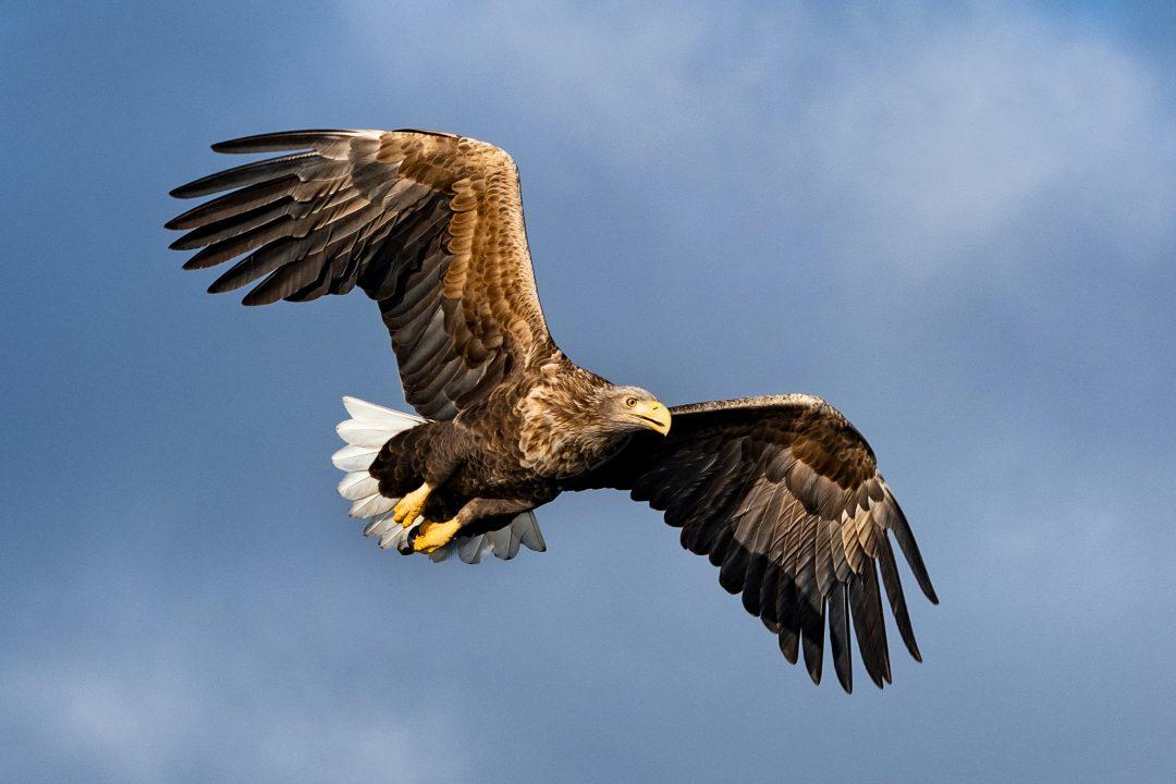 Sea eagles breed in Royal Deeside for first time in 200 years