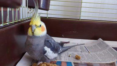 Polly want a tracker? Missing pet cockatiel rescued at sea