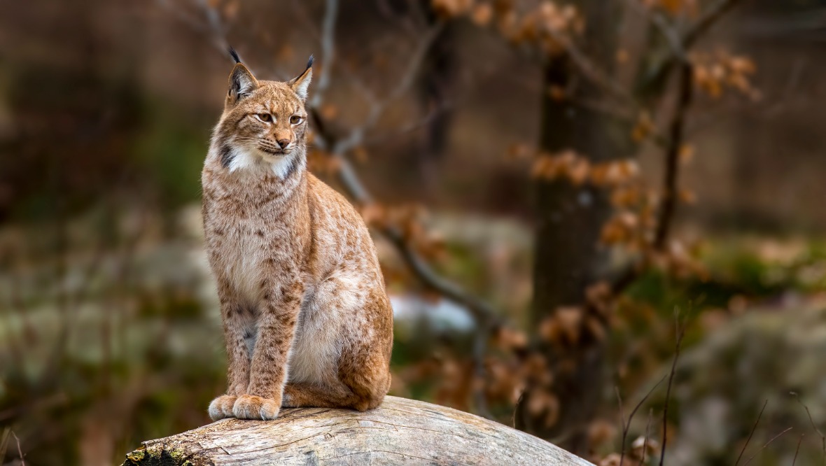 Thoughts and felines: Would you back a return of the lynx?