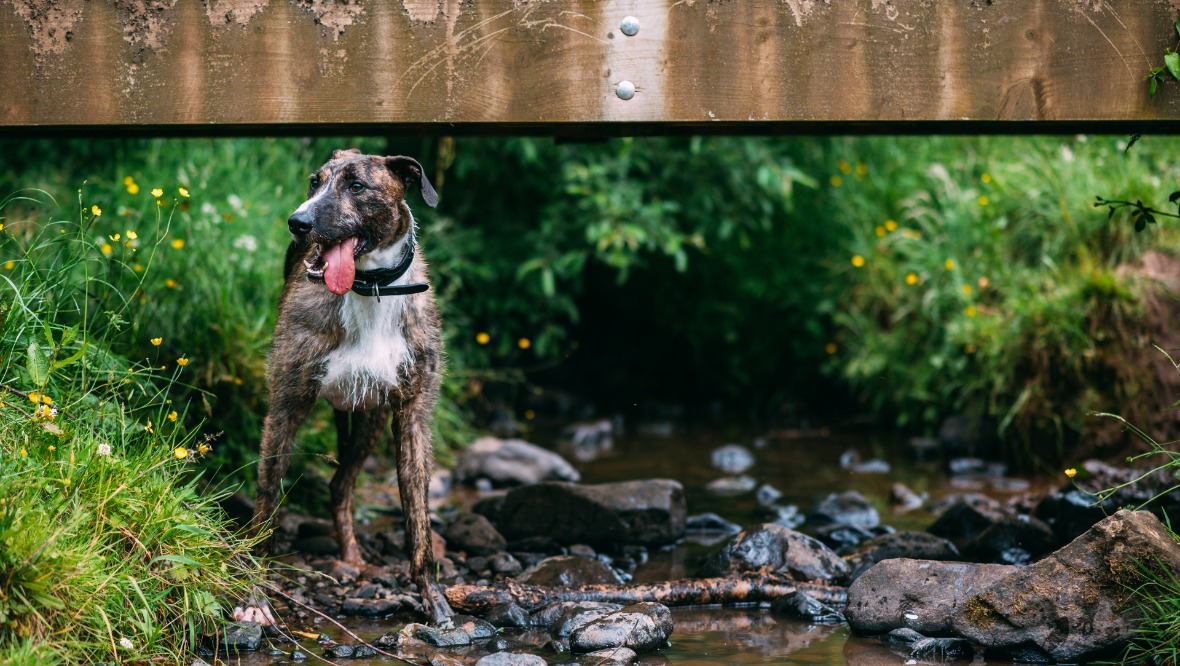 Rehabilitated: Gordon lost a leg after being thrown out of a moving vehicle.