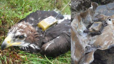 Golden eagle feared dead after tag found wrapped in lead