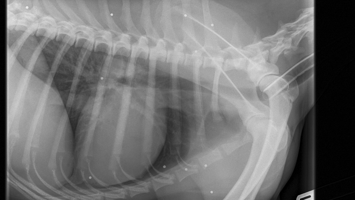 Injuries: The wounds were found all over his body in an X-ray. <strong>Scottish SPCA</strong>” /><span class=