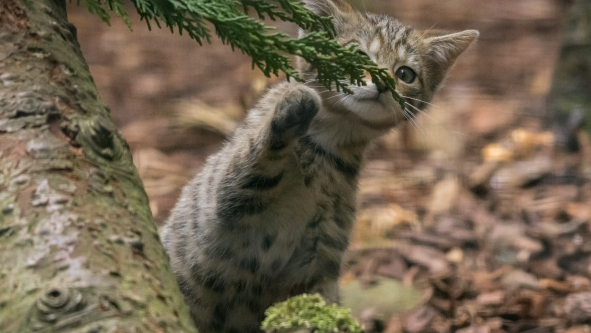 Rare wildcat kittens born as part of project to save species