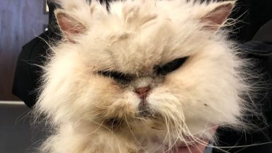 Crying cat found after being dumped in wheelie bin