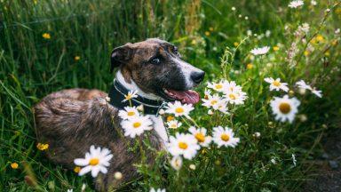 Dog that lost leg after being thrown out vehicle seeks new home