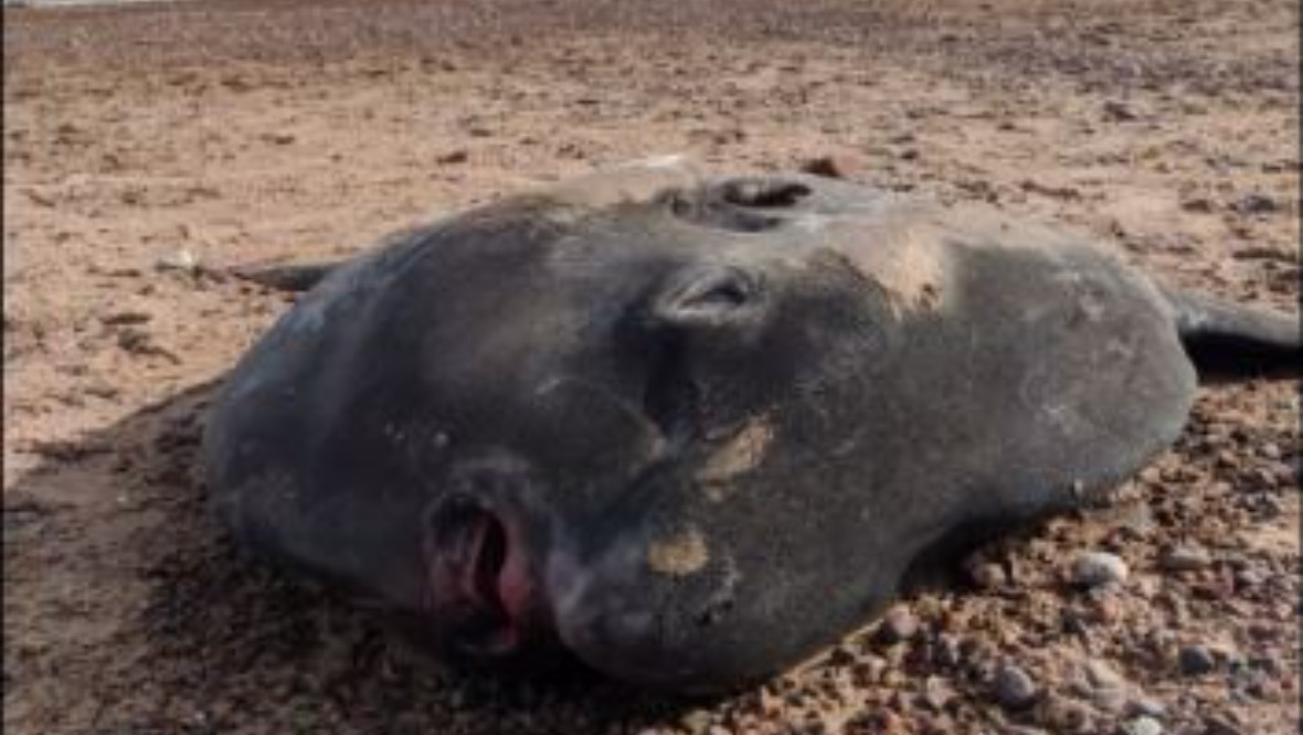 Experts ‘amazed’ by discovery of giant sunfish on beach