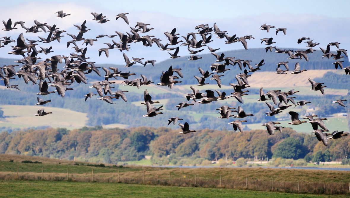 Loch Leven: Pink-footed geese flock to the area.
