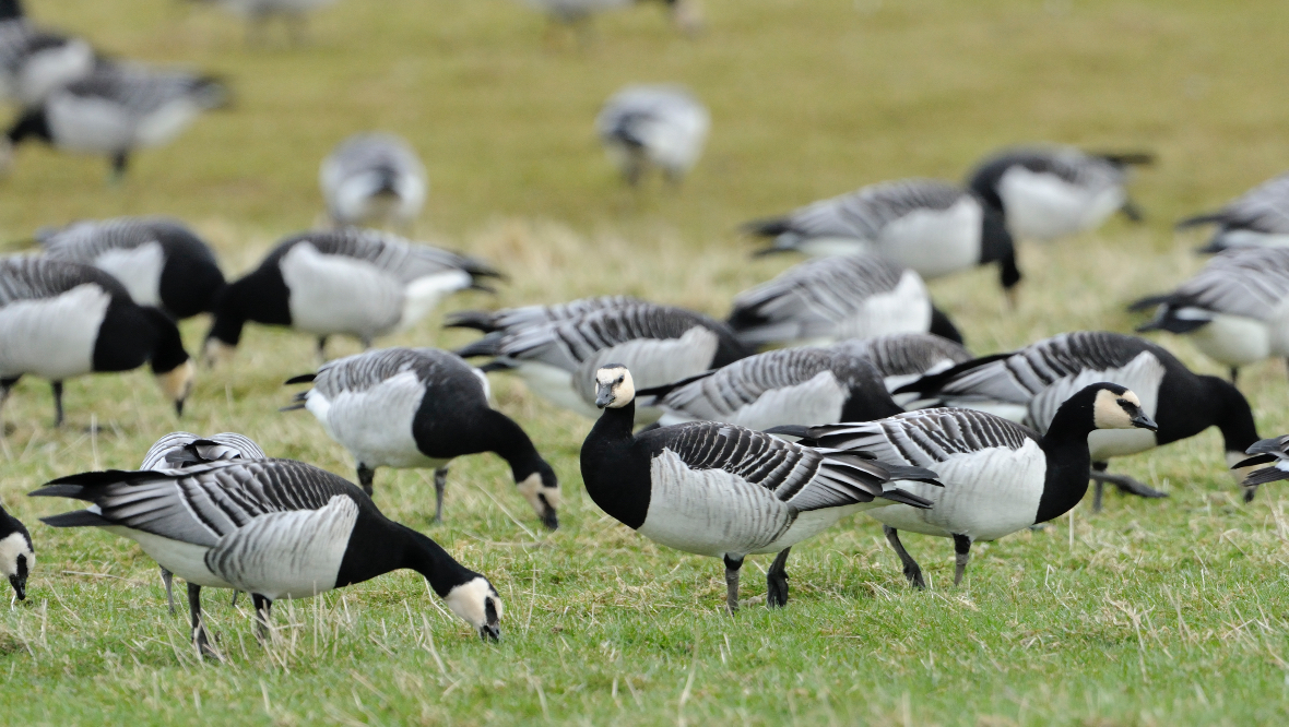 Caerlaverock National Nature Reserve: Barnacle geese stay for the winter.